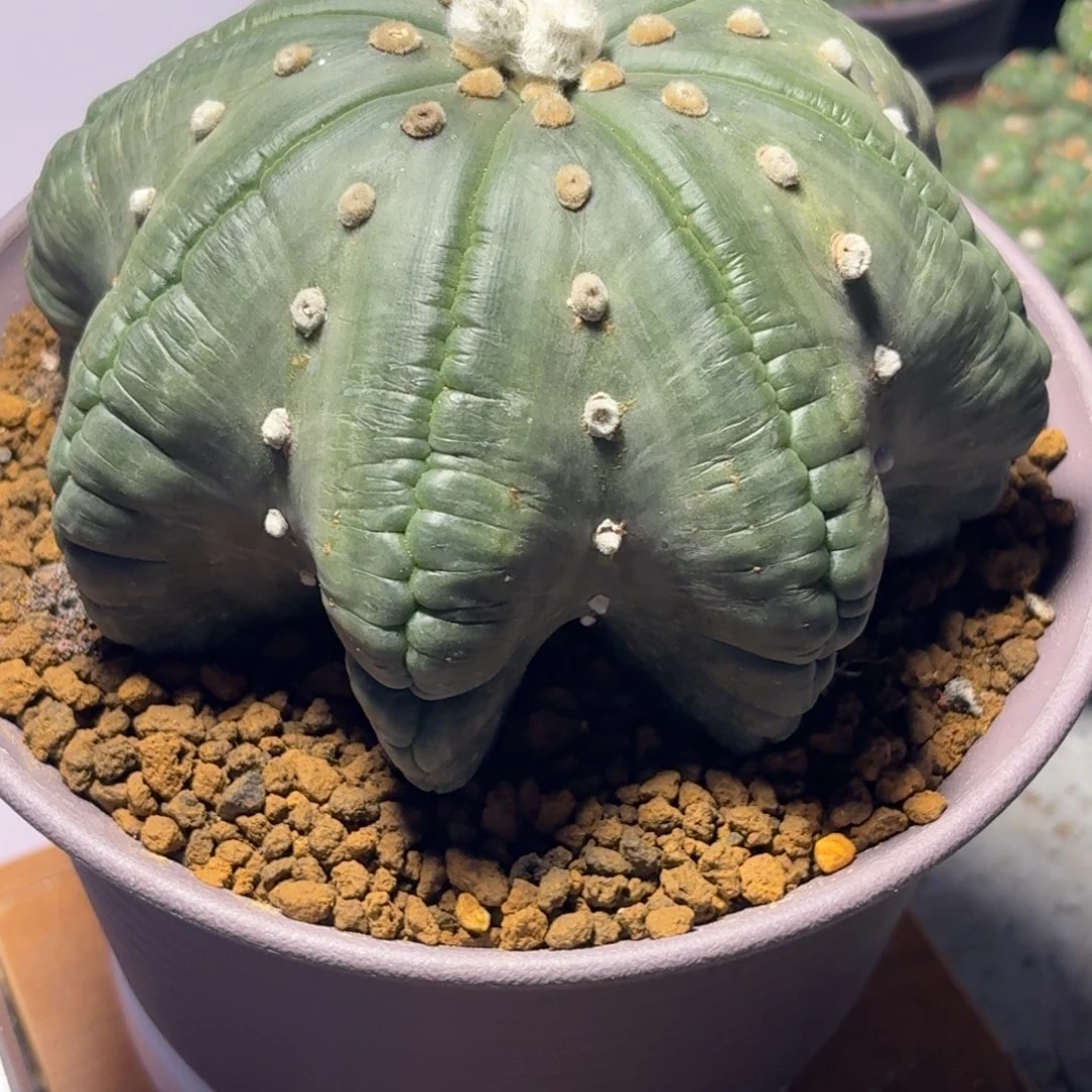 拉链指纹海星自根14cm