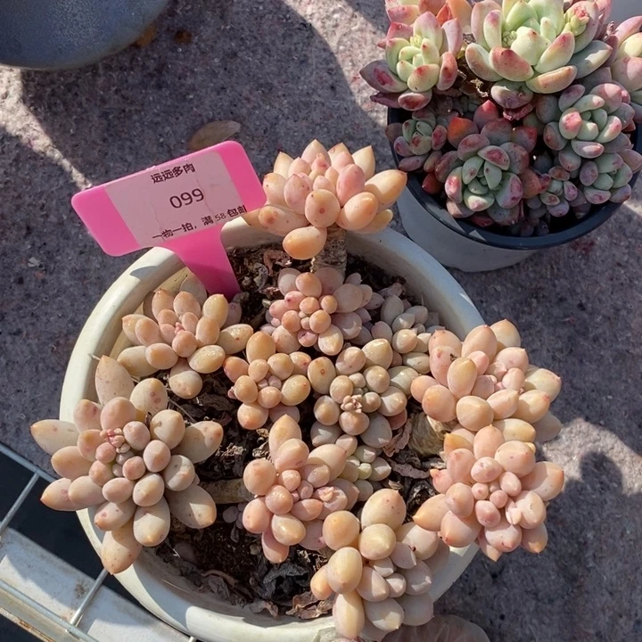 099粉红色肉肉肉肉肉肉