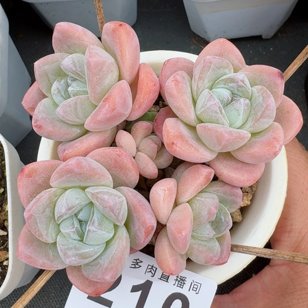 树桩冰玉            精美多肉植物