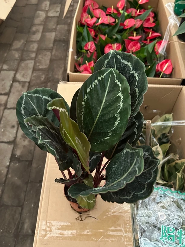 110彩虹竹芋盆栽室内高端花延