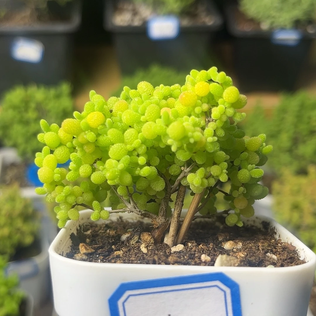 810蜜桔。