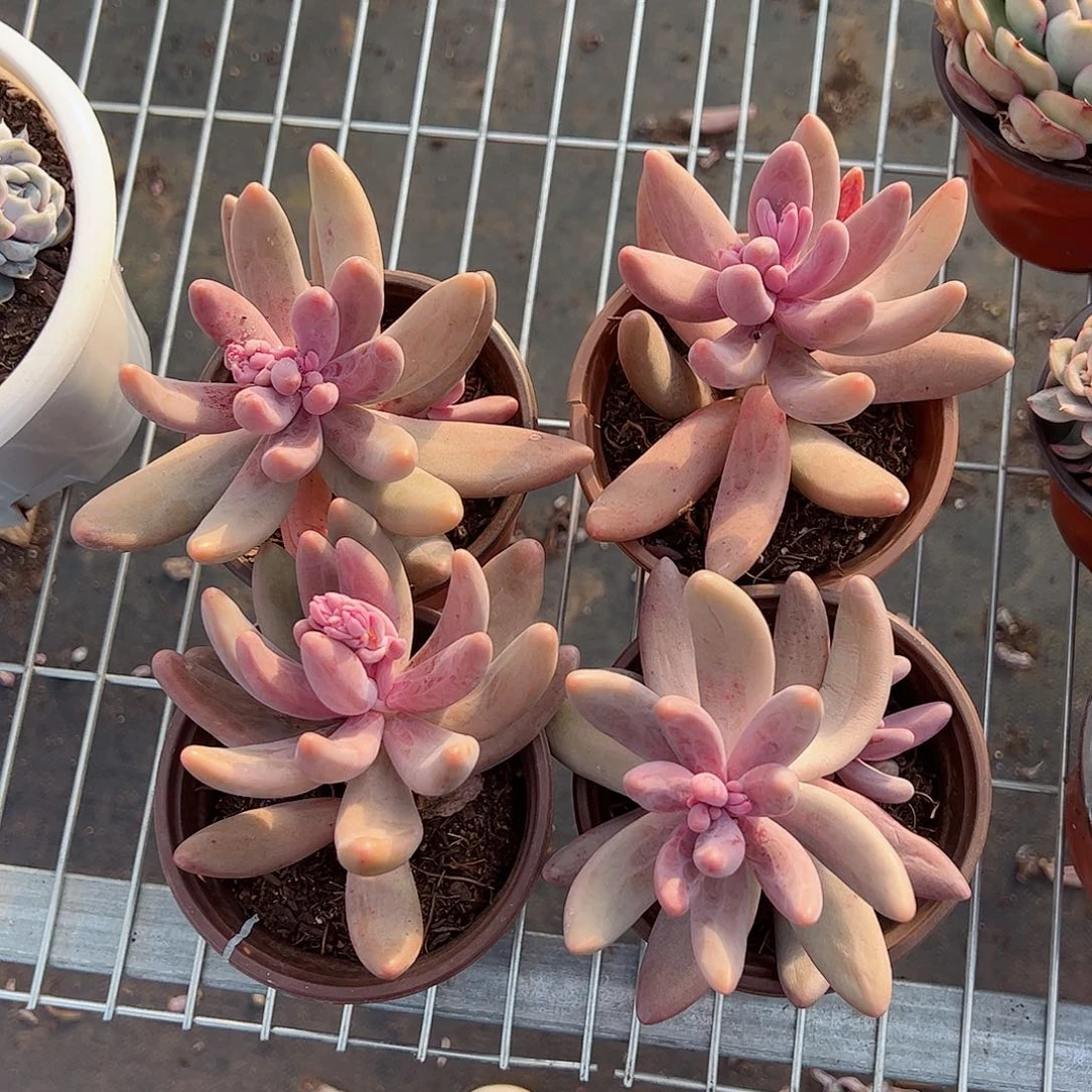 红手指四盆单头多肉