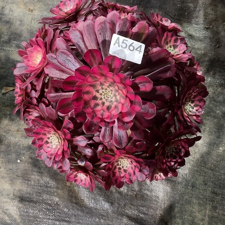 霞****8红铜超白多肉法师。  564