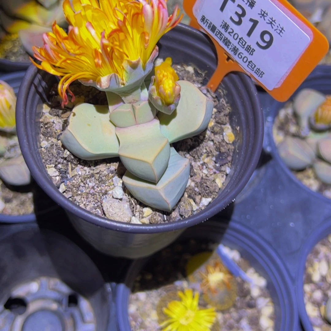 静***音319 一物一拍，默认有伤，介意勿拍，不退不换