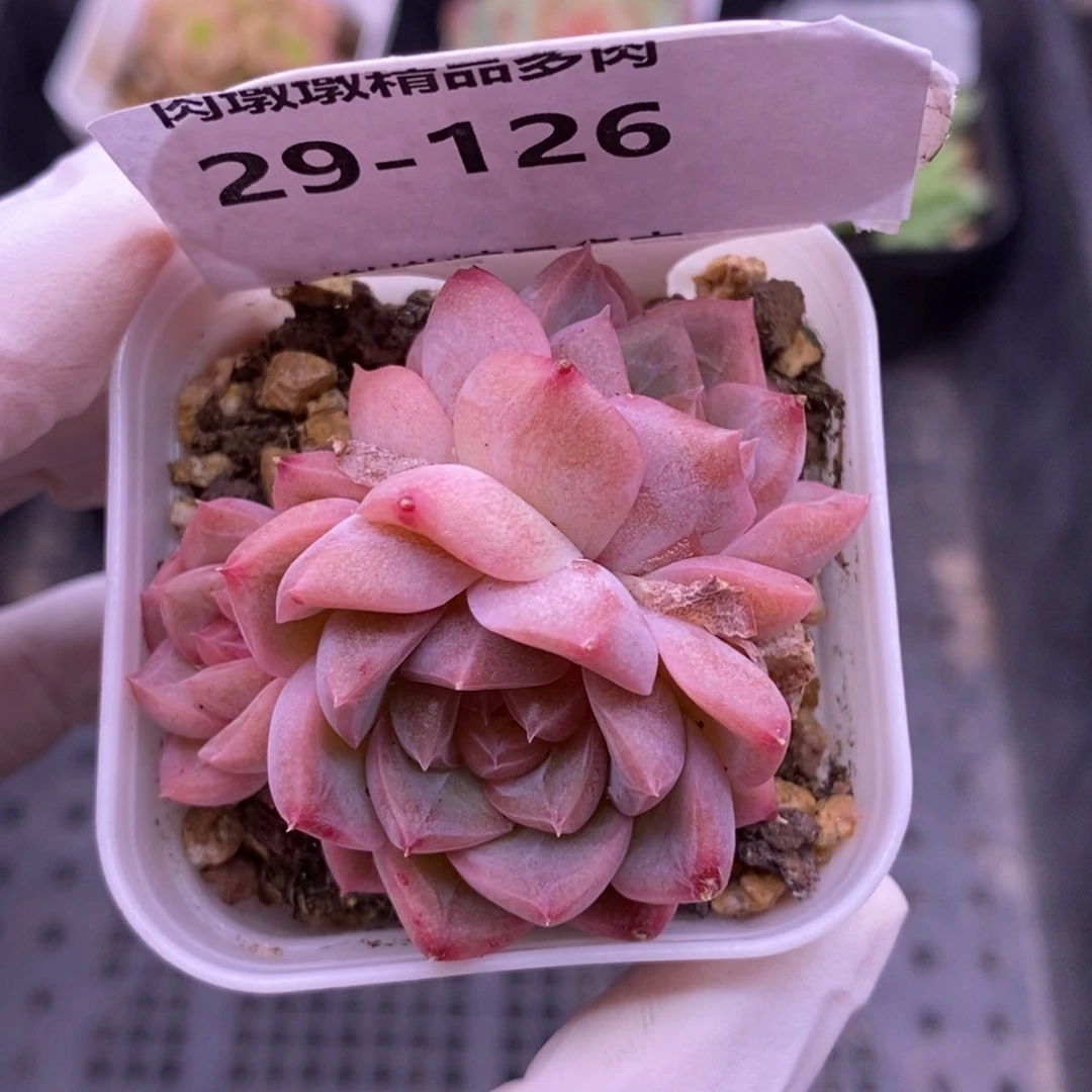 【闪购商品】29-126