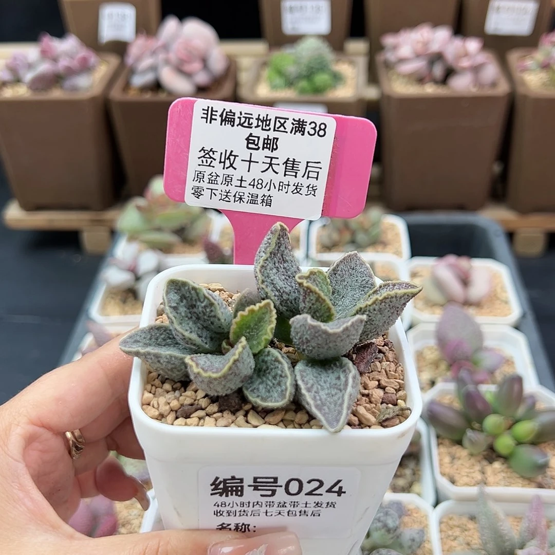 024草莓多肉植物