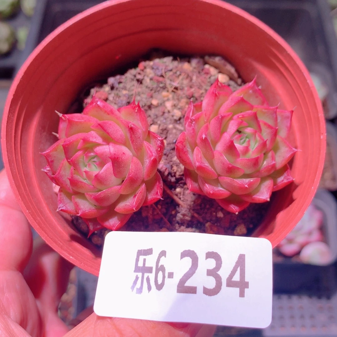 乐然6-234 小海螺双头