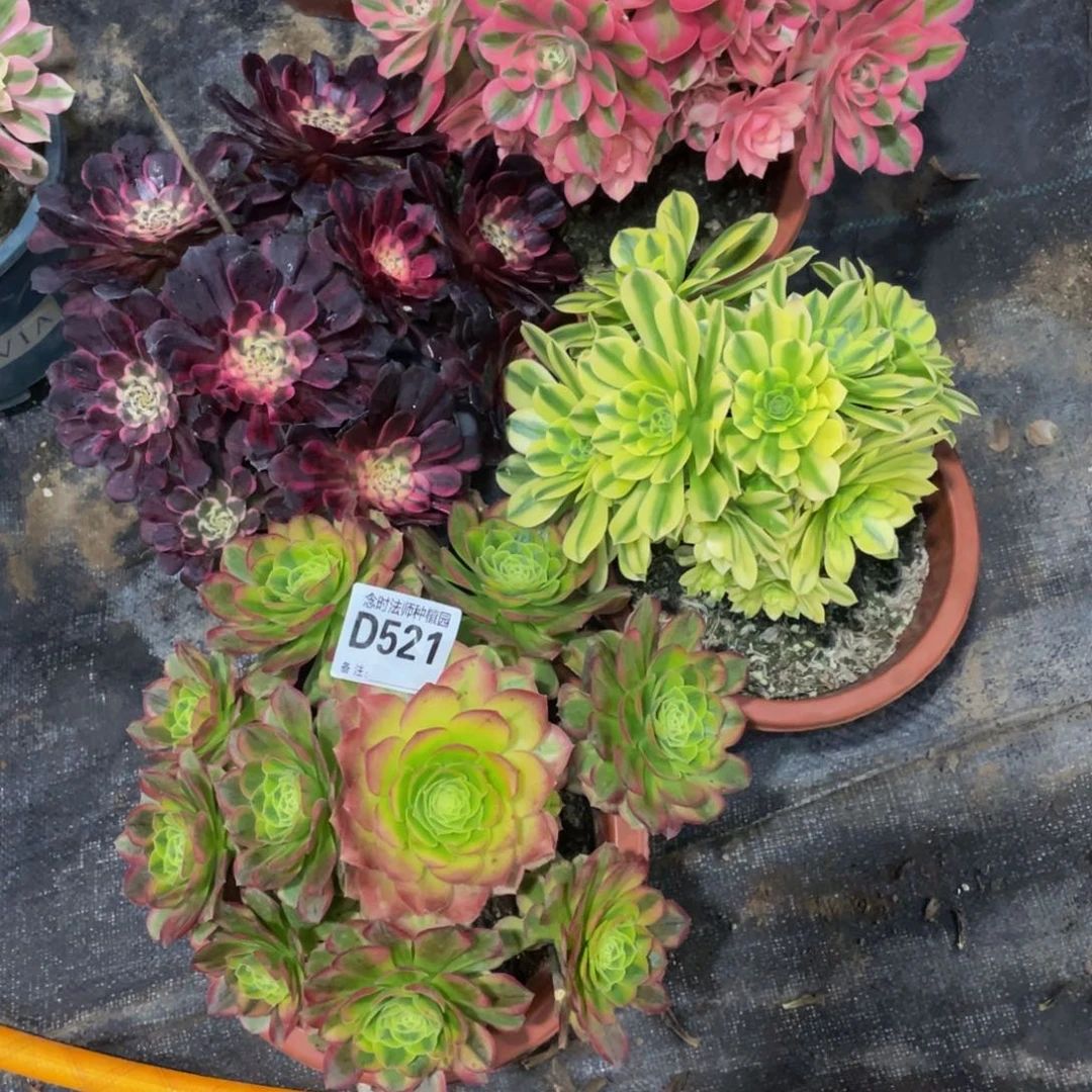 恰*～521四颗11111多肉