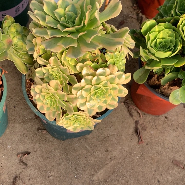 194绿豆沙多肉特价