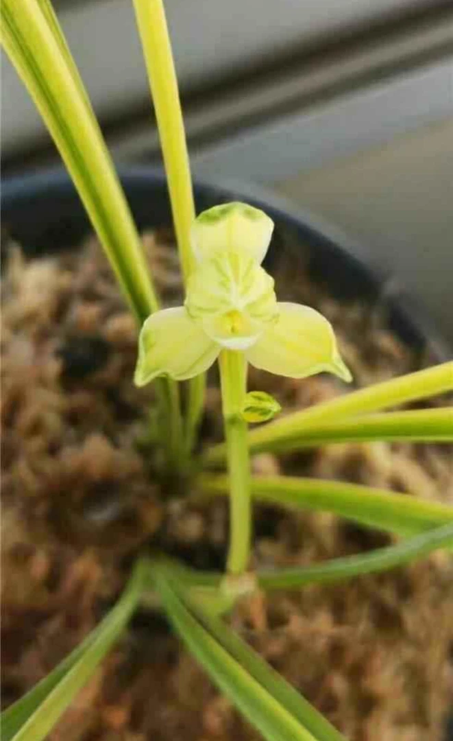 莲瓣兰 【瑞雪】 高级中透大帽2苗带芽