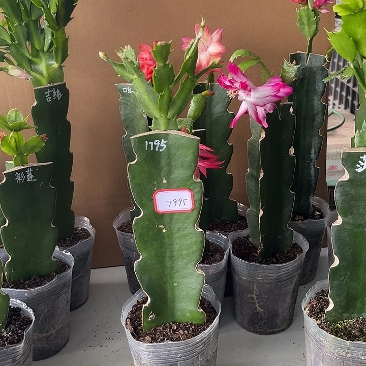 信***仰当前无花栽培后可以开花1795