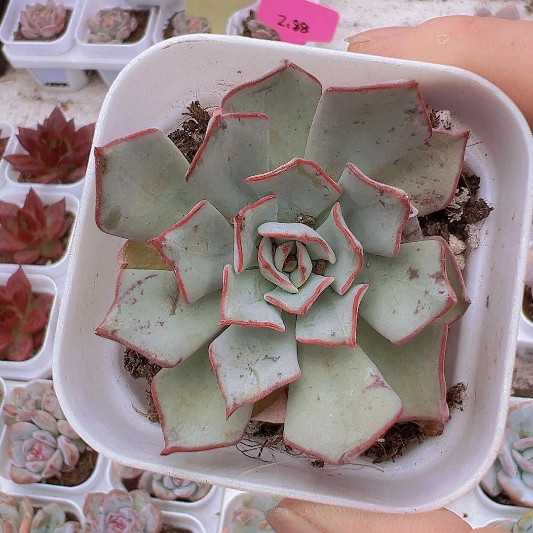 见斯洛娃19包邮多肉