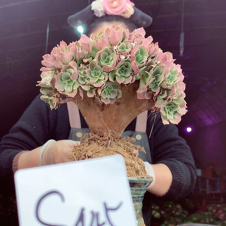 柒柒精品多肉脱土发货不包断侧枝S445