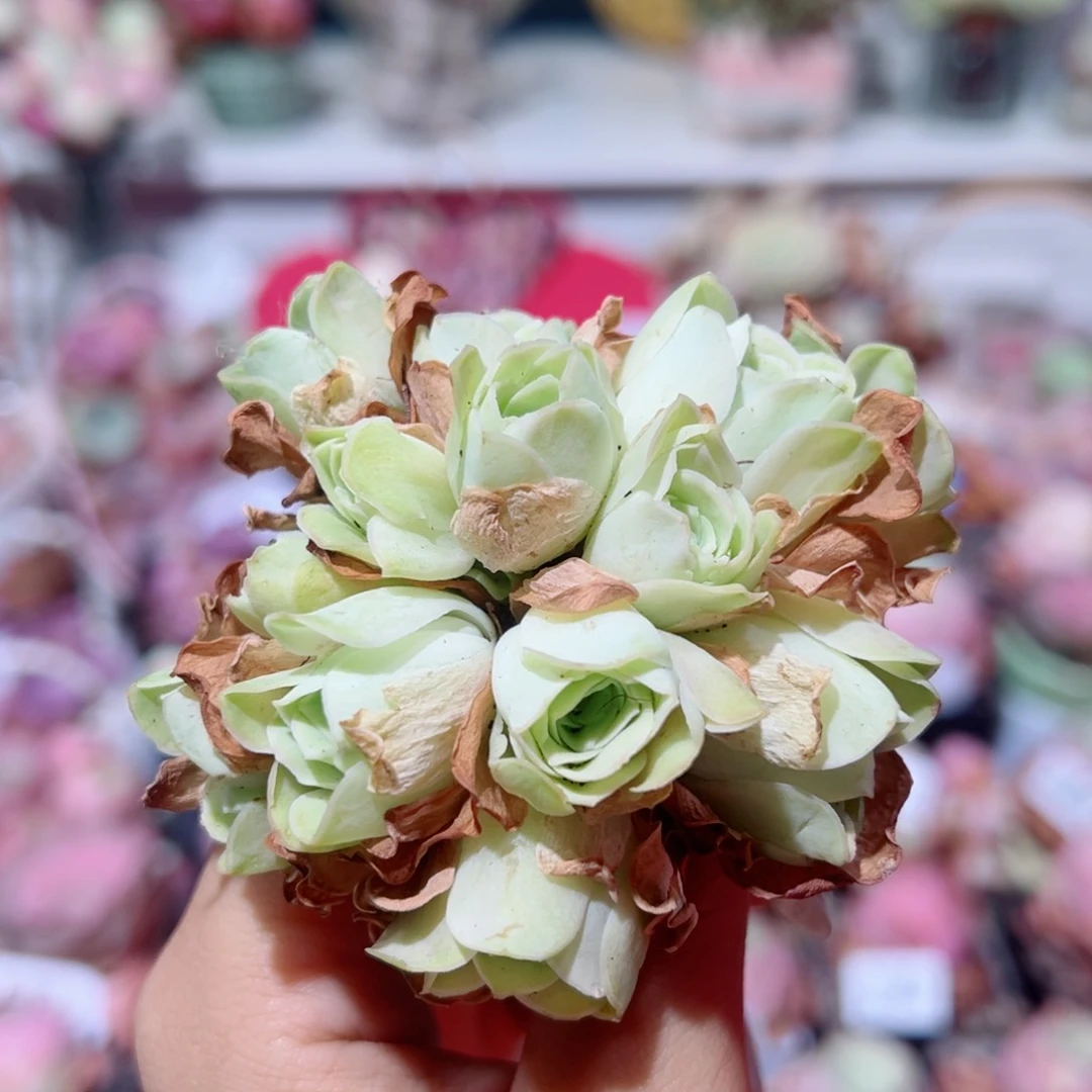 232阿罗拉黄玫瑰群。