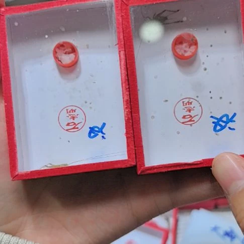 石志明大黄汊口两条全品