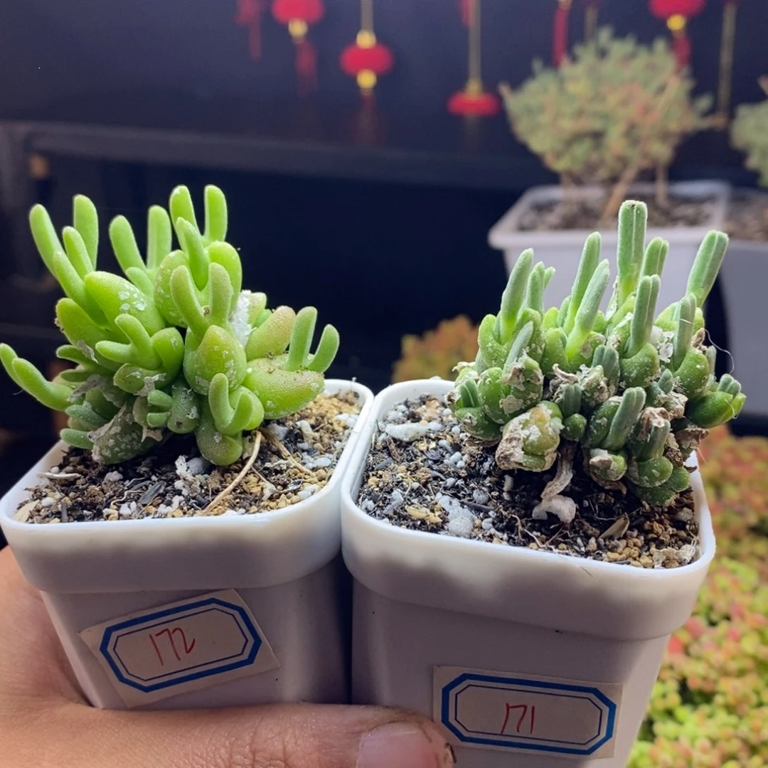 Z*?171号172号实生冰糕枝干多肉