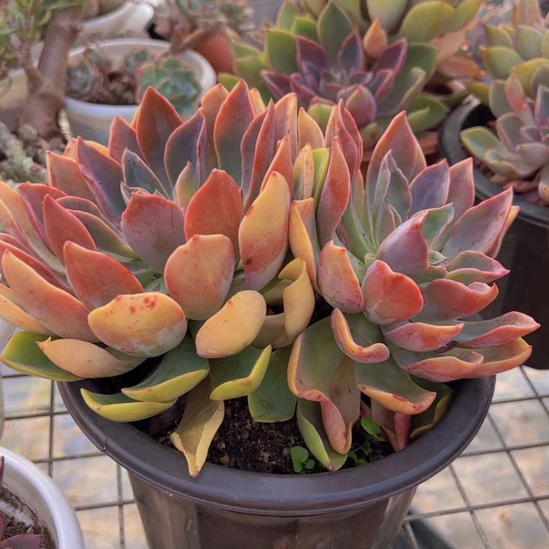 紫气东来大双头起发