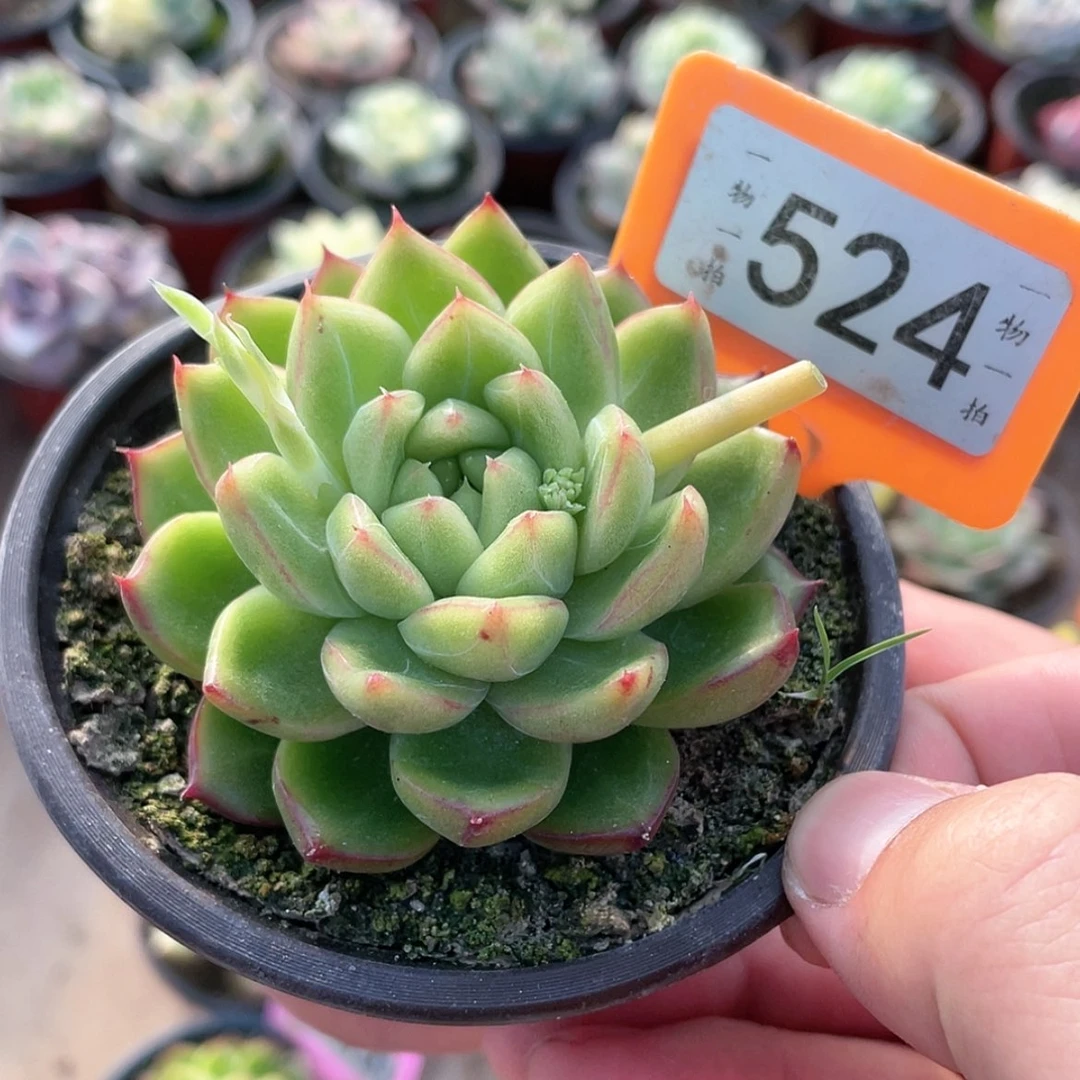 【闪购商品】524号