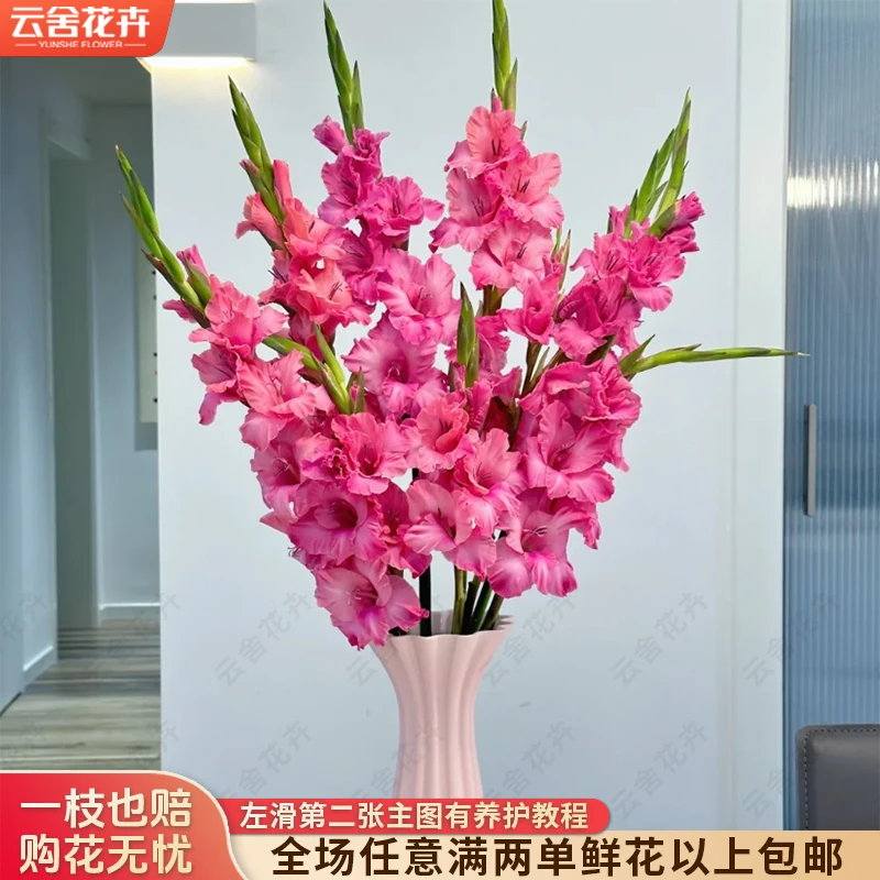 【云舍花卉】掐尖养护【紫云涧】剑兰 全场任意满两单及以上鲜花包邮