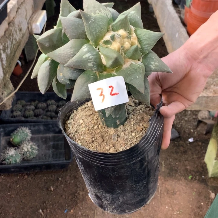 岩牡丹32号。。。。。。。。。。。。。。