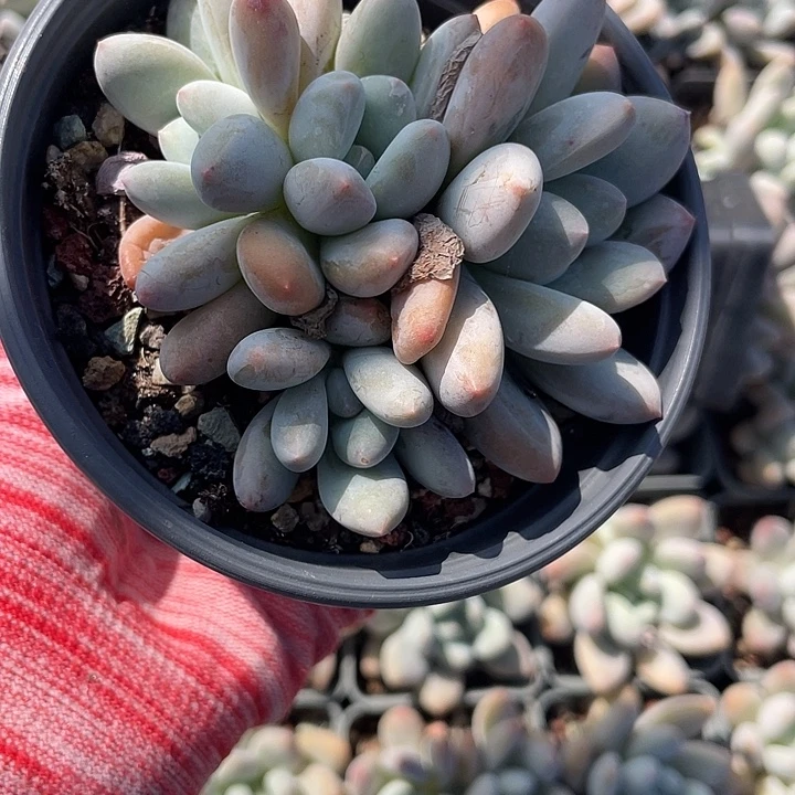 多肉植物多肉植物
