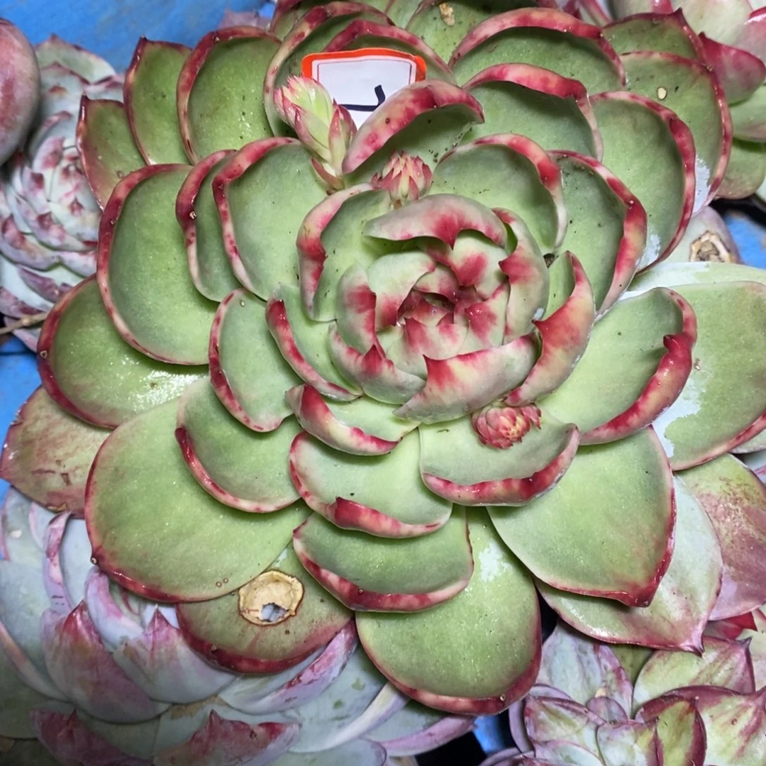 美****          79。