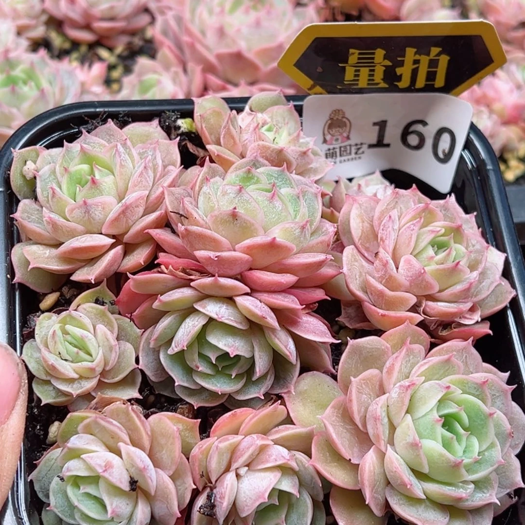 多肉植物多肉植物