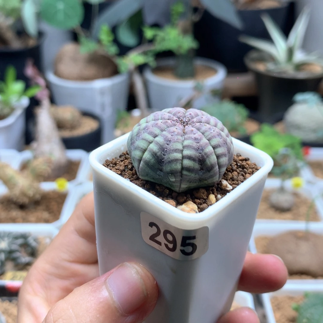 缘***实生欧系布纹球多肉