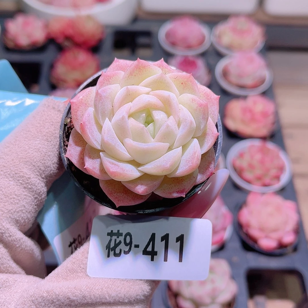 花利美9-411新品