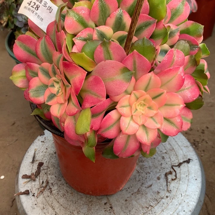 428香妃多肉植物特价