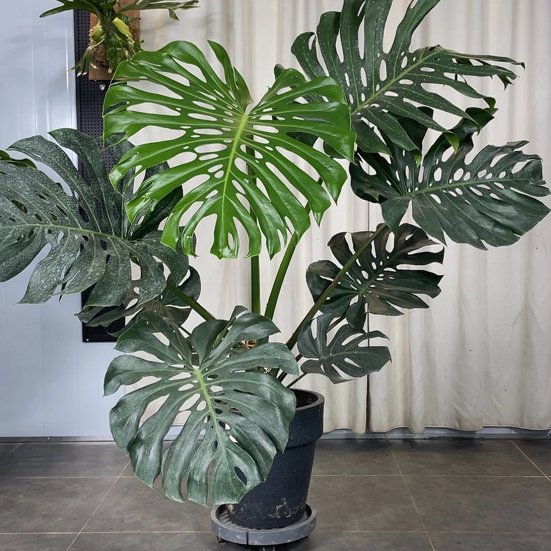 无花朵龟背竹龟背竹