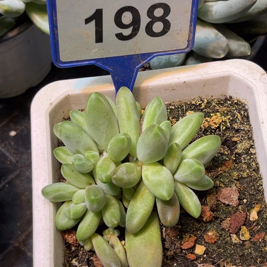多肉植物摩登女郎198