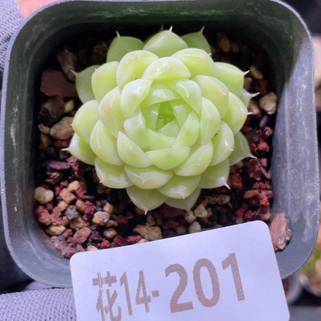 花利美14-201麦秆