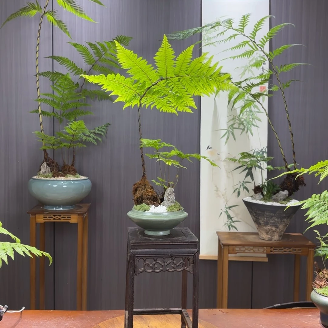 无花朵H**璇蕨蕨蕨蕨蕨蕨蕨蕨蕨蕨