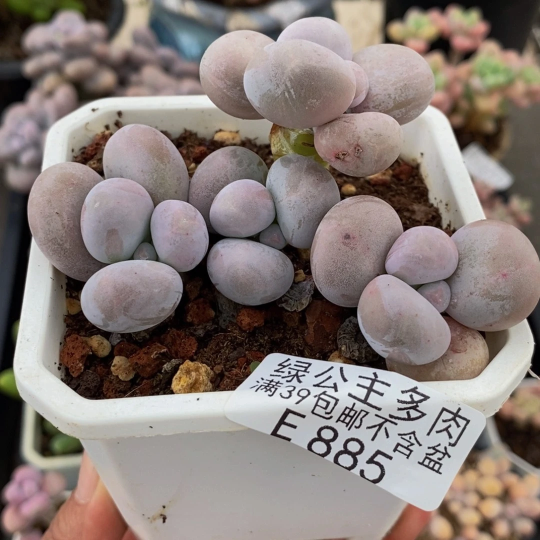 885原始奶8cm多肉