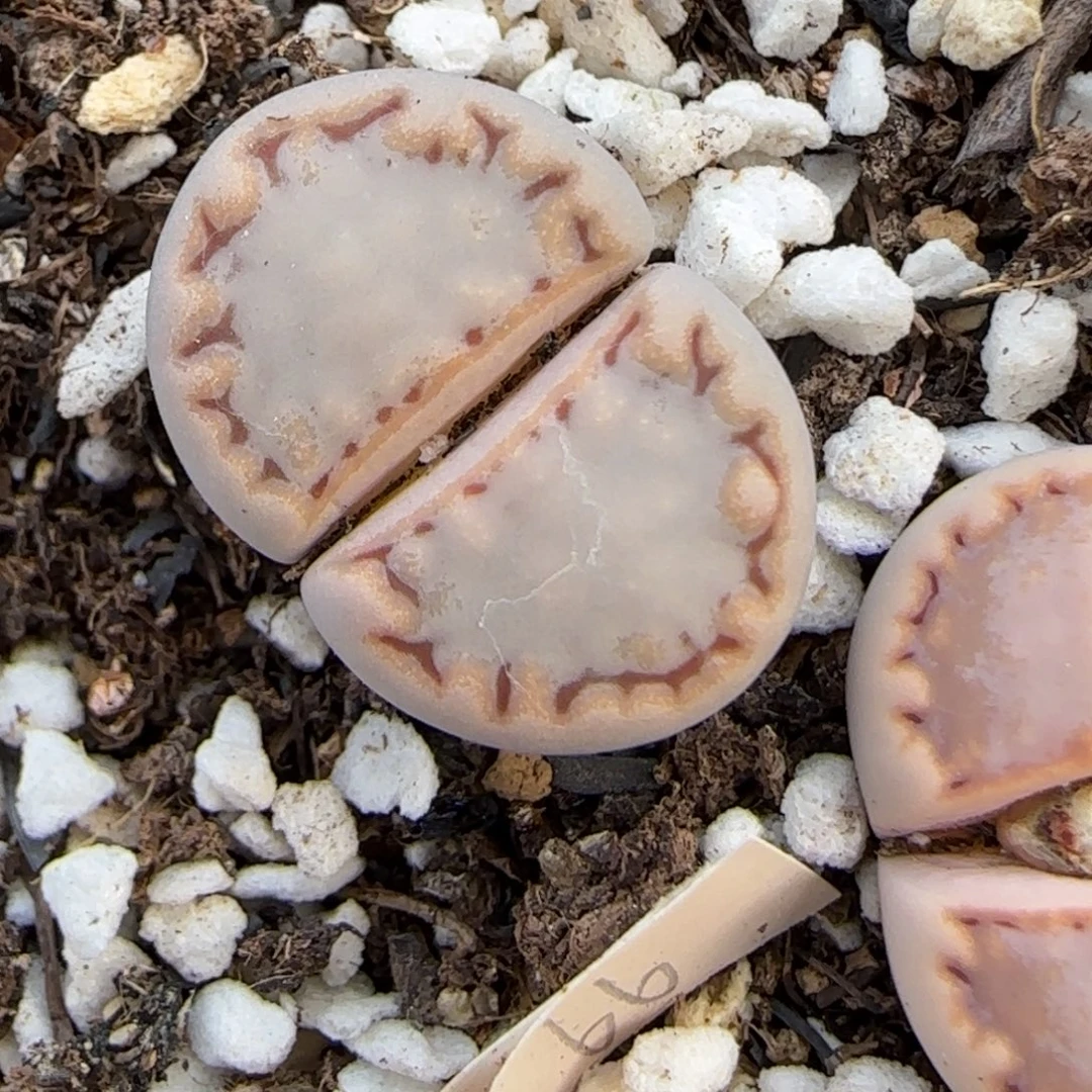 1.3.c217饼干.9047福利