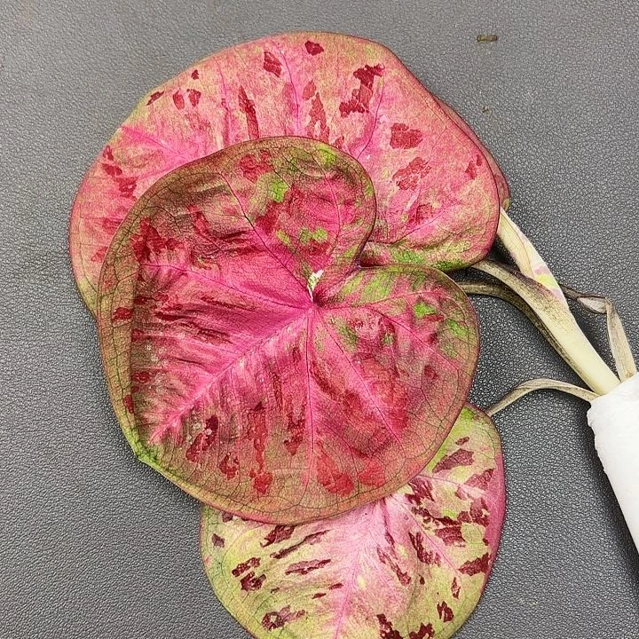 57-0621芭提雅现货多肉