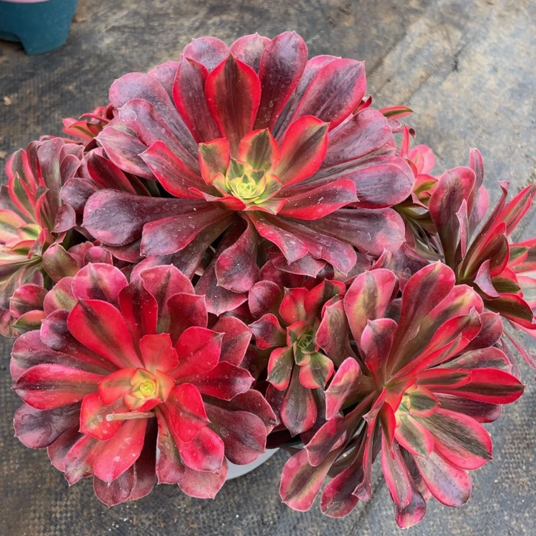 119美杜莎精品老桩法师