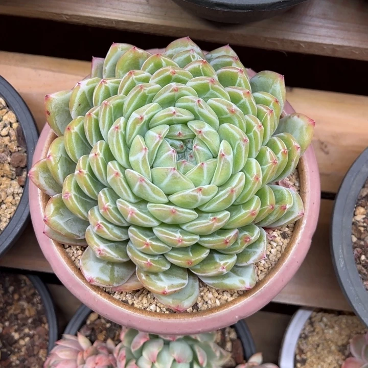 雪花珍妮 夏鸣园艺