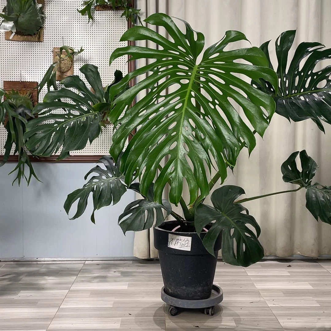 无花朵龟背竹的故事也是如此