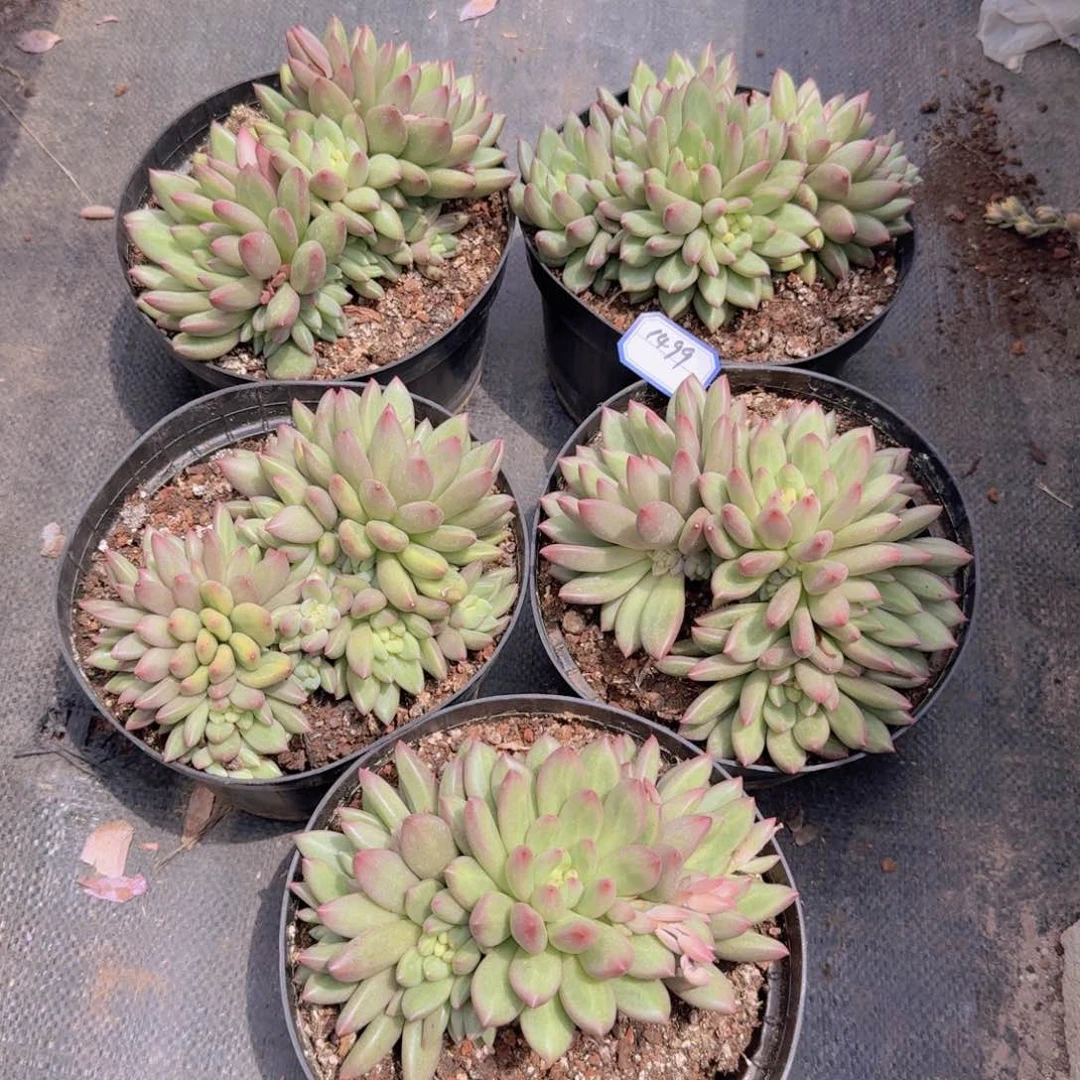 简**肉1499米其林5棵凡艺多肉