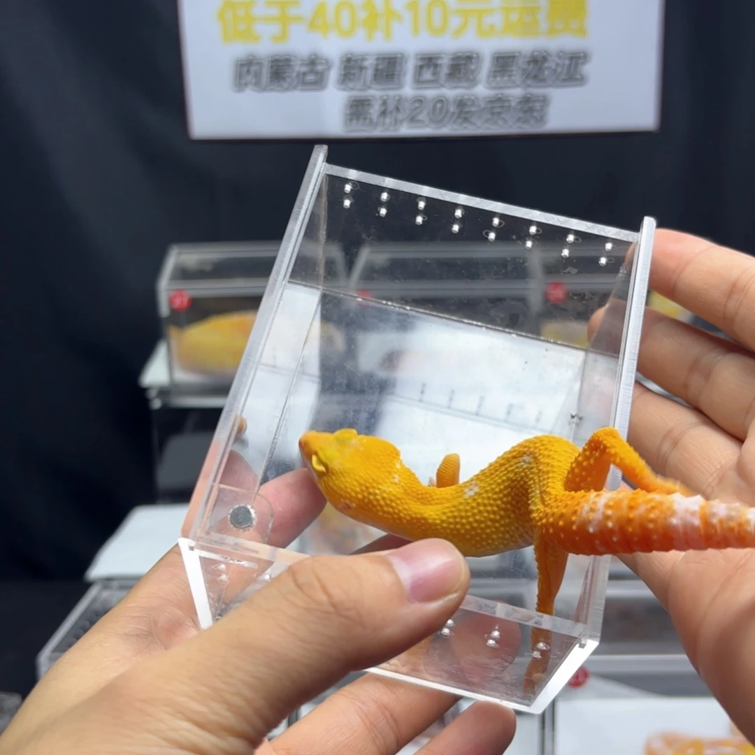 豹纹守宫阳光妹妹