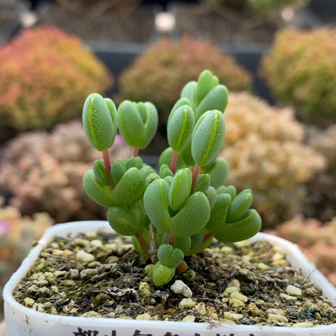 元宝7506枝干番杏