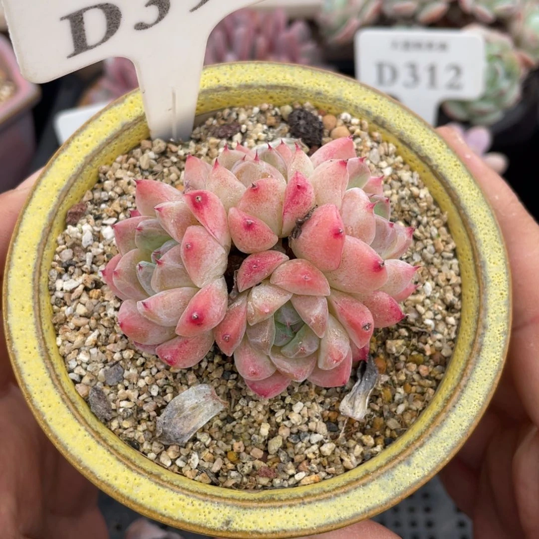 396佳人不带盆6厘米