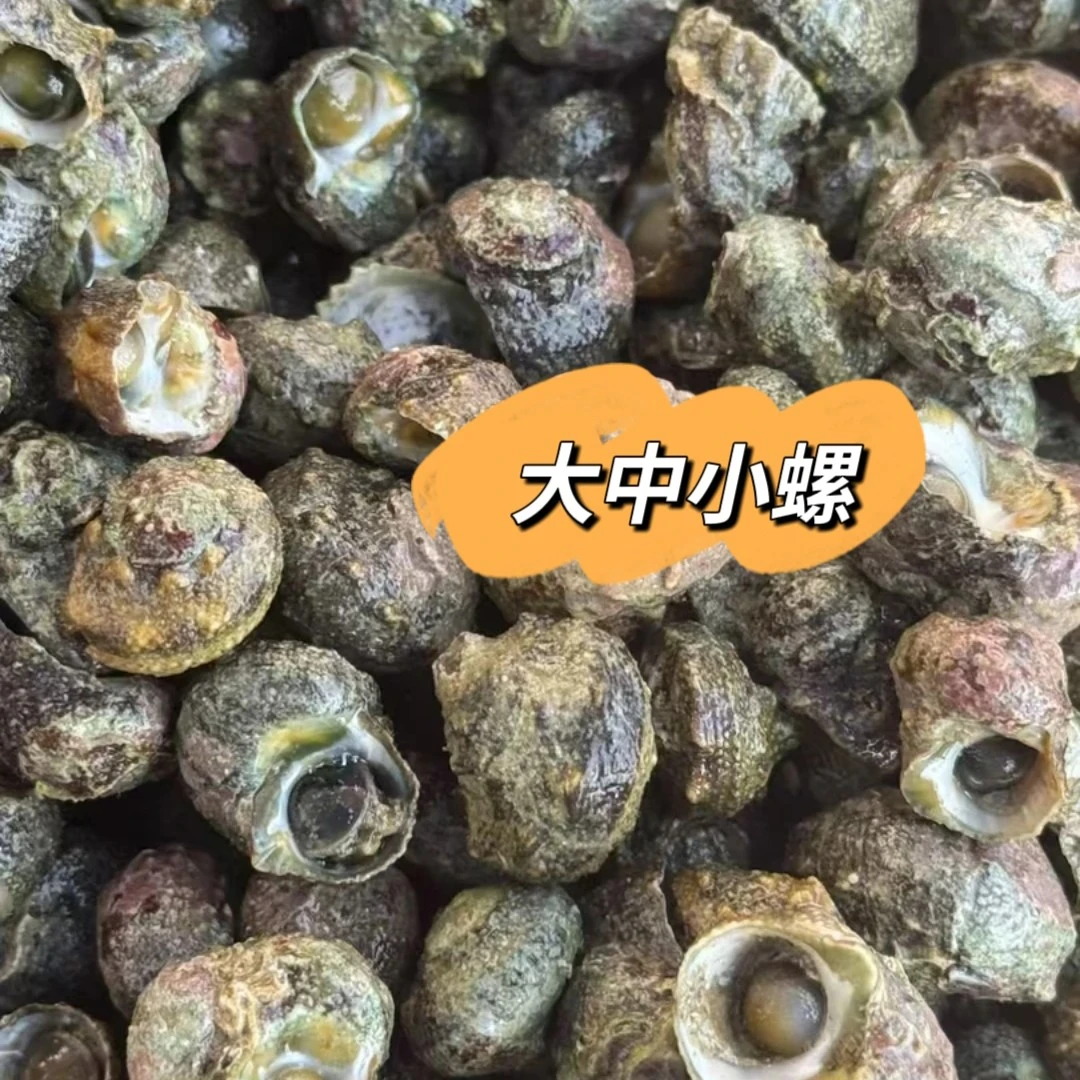 苦螺（大中小规格）吃过的再拍