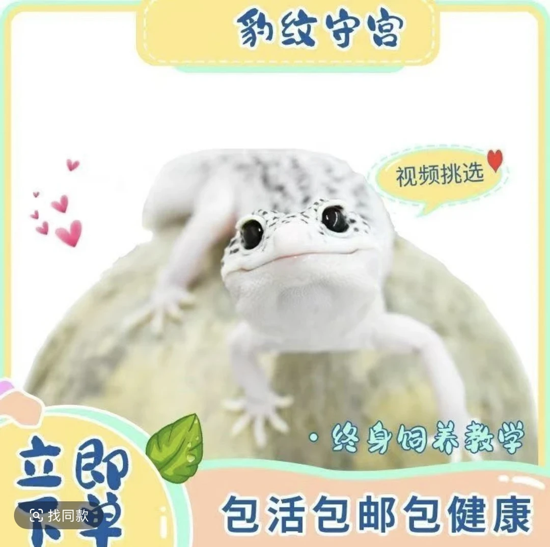 豹纹守宫蜥蜴活物新手入门可爱易养温顺可上手的爬宠