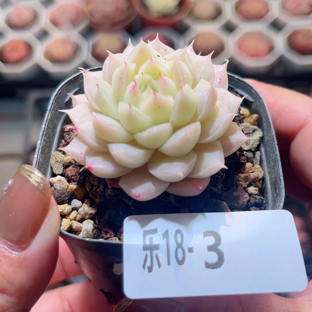 乐18-3 麦秆单头