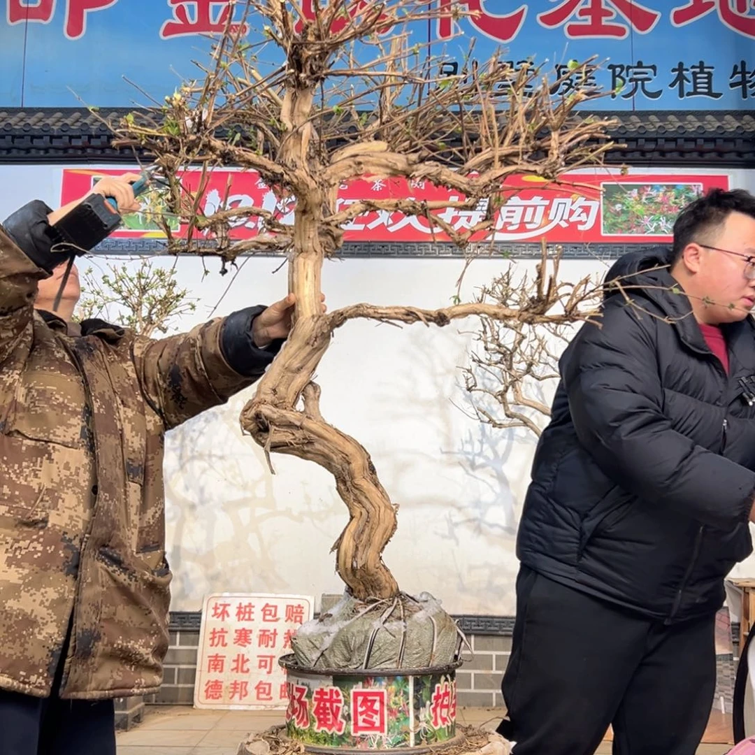 无花朵金银花8885558855888585