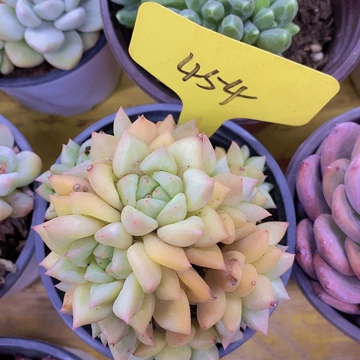 开心多肉植物多肉