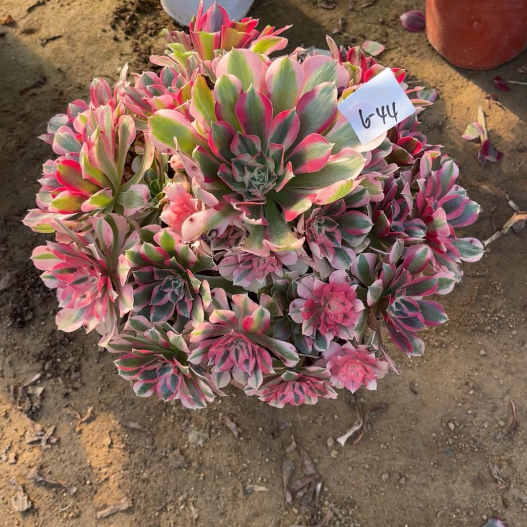 12-6-44布加迪法师锦